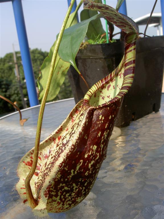 Nepenthes rafflesiana var. elongata purple spotted